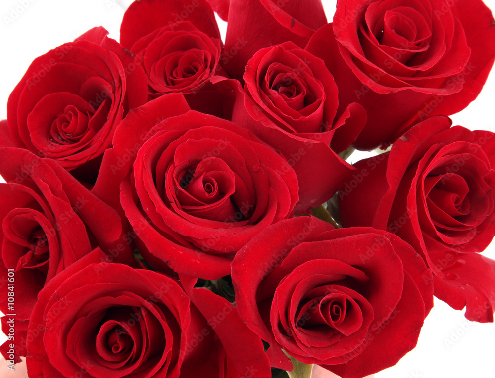 roses roses