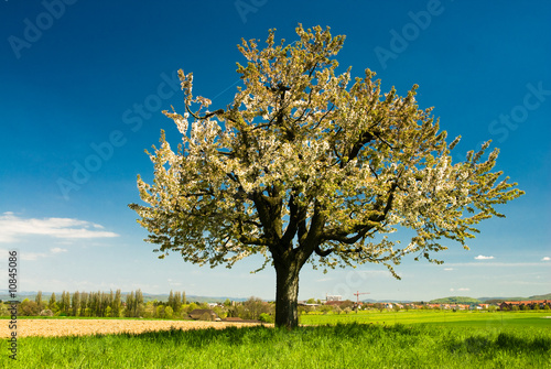 blossoming tree in spring in rural scenery