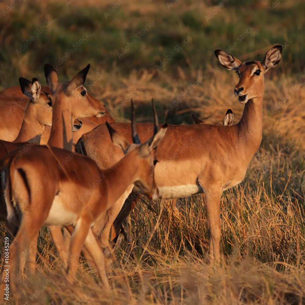 Fototapeta premium Impalas (Aepyceros melampus) im Okavango Delta, Botswana