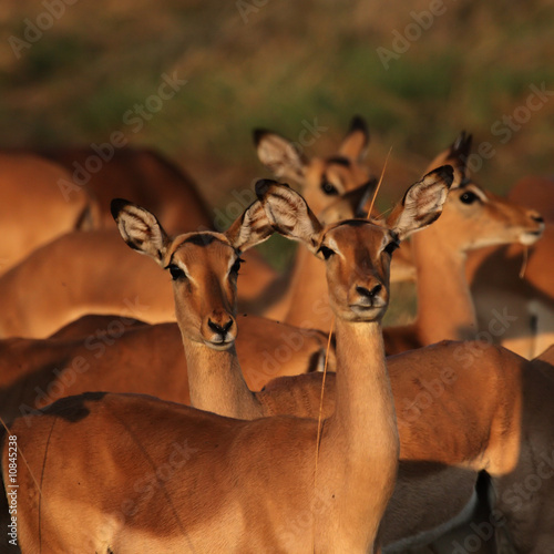 Impalas (Aepyceros melampus) im Okavango Delta, Botswana #10845238