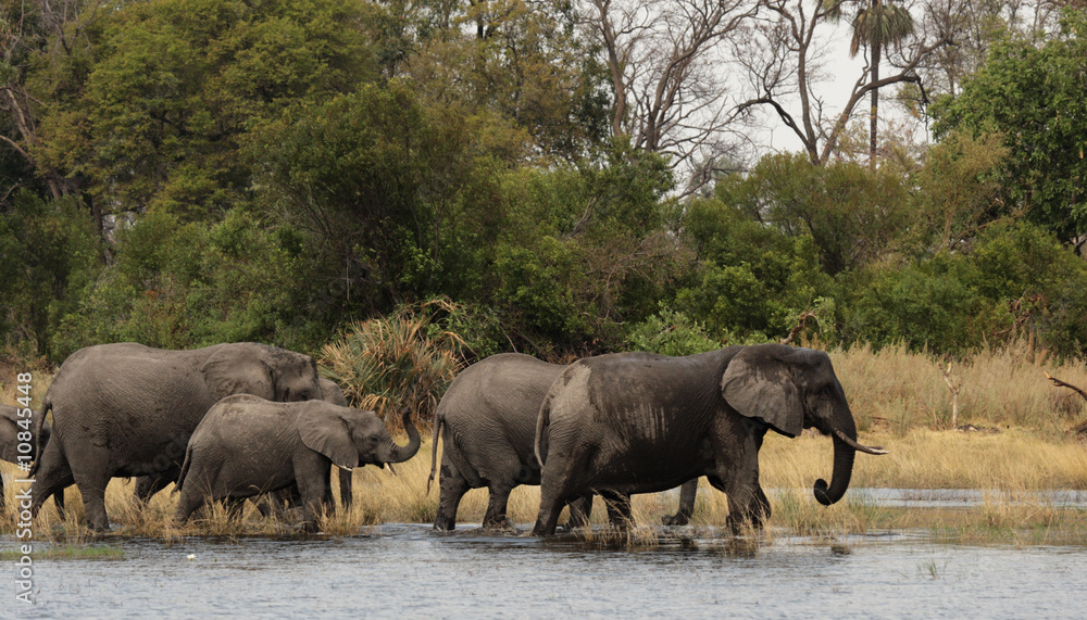 Obraz premium Elefanten (Loxodonta africana) im Okavango Delta, Botswana