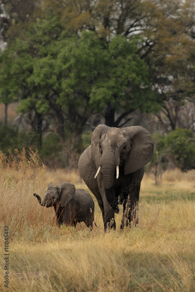 Elefanten-Mutter mit Kind im Okavango Delta, Botswana