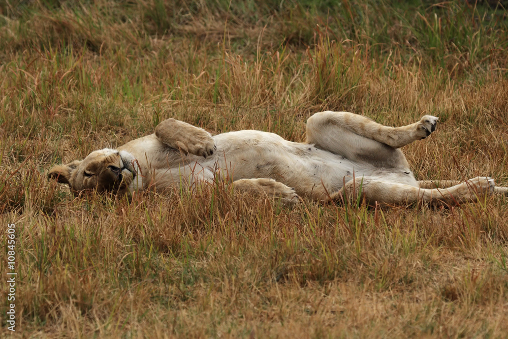 Fototapeta premium Löwin (Panthera leo) faulenzt im Okavango Delta, Botswana