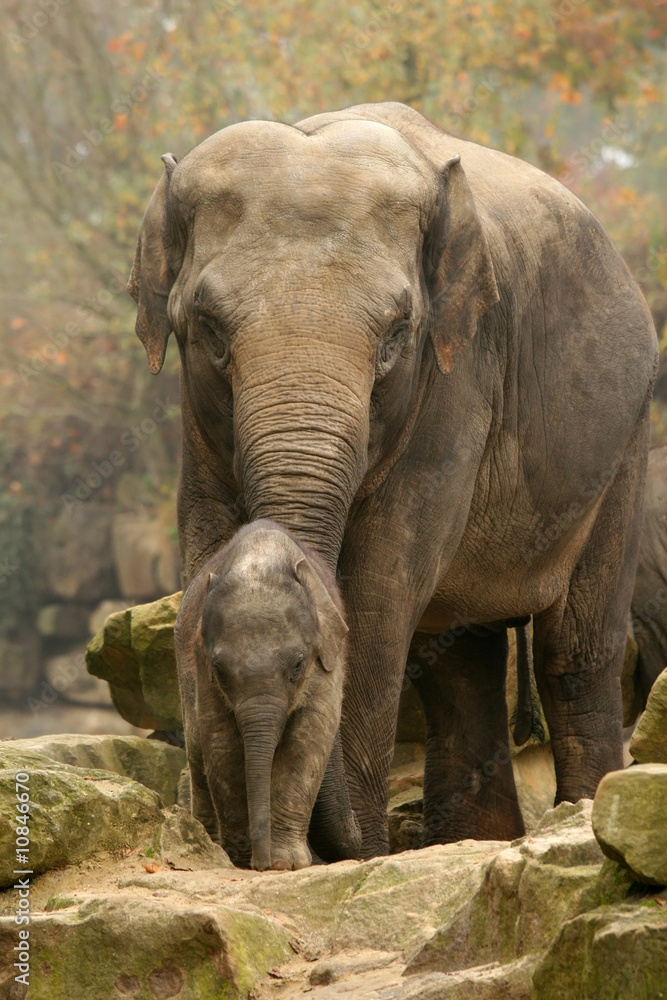 Fototapeta premium Animals: baby and mother elephant