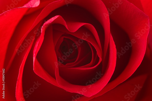 closeup of red rose