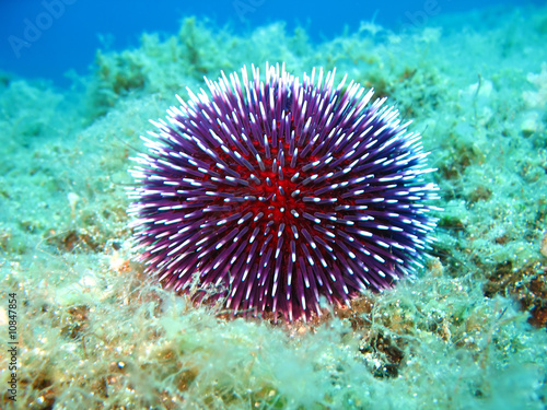 Sea Urchin © Joze Maucec