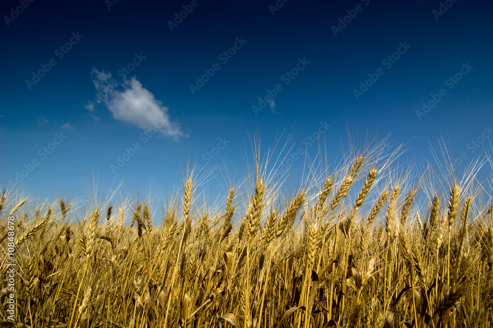 Obraz premium summer field