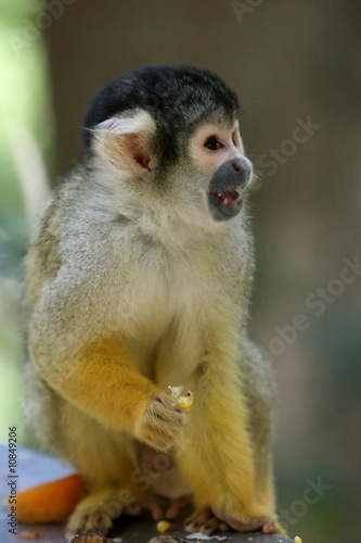Squirrel Monkey © Duncan Noakes