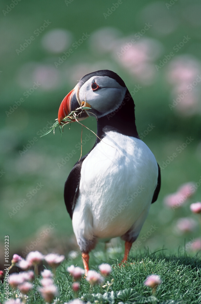 Naklejka premium Puffin