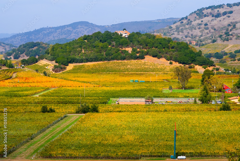 Obraz premium Vineyard in Autumn
