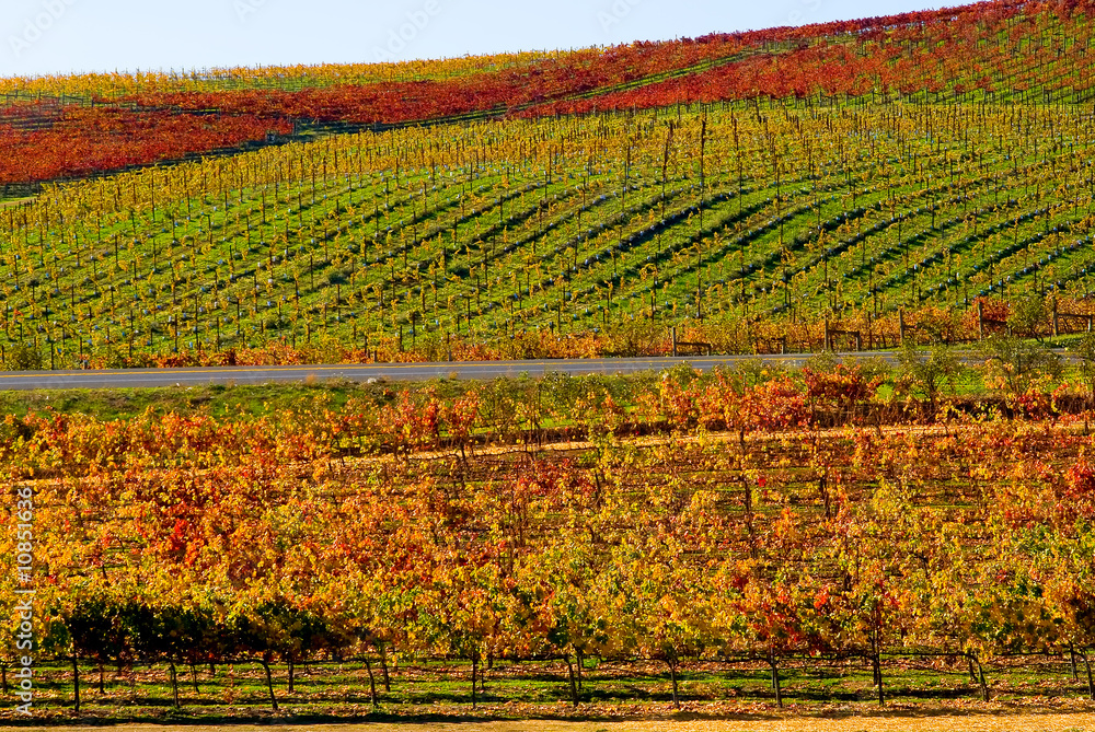 Vineyard in Autumn