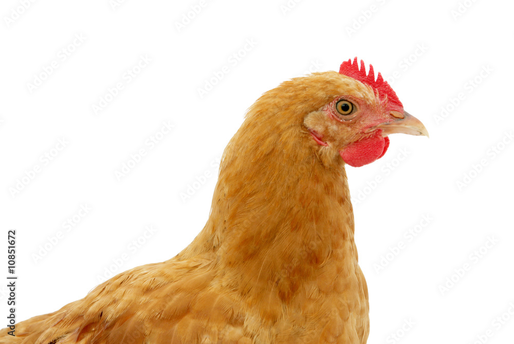 Fototapeta premium chicken headshot