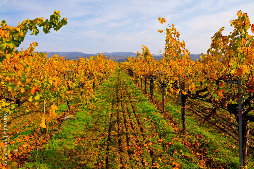 Vineyard in Autumn