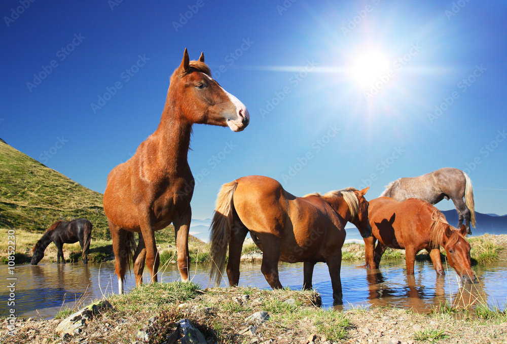 Fototapeta premium horses