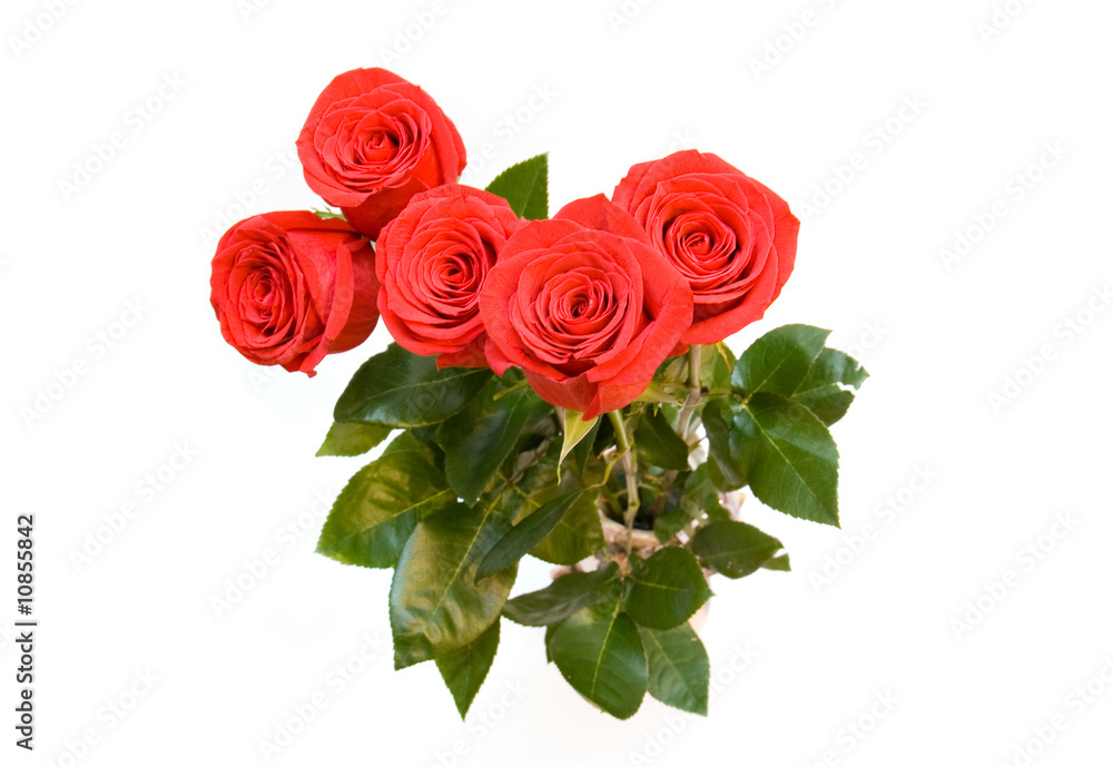 flower flower