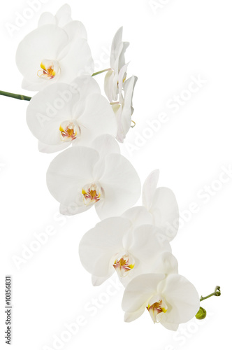Fototapeta Naklejka Na Ścianę i Meble -  White orchid
