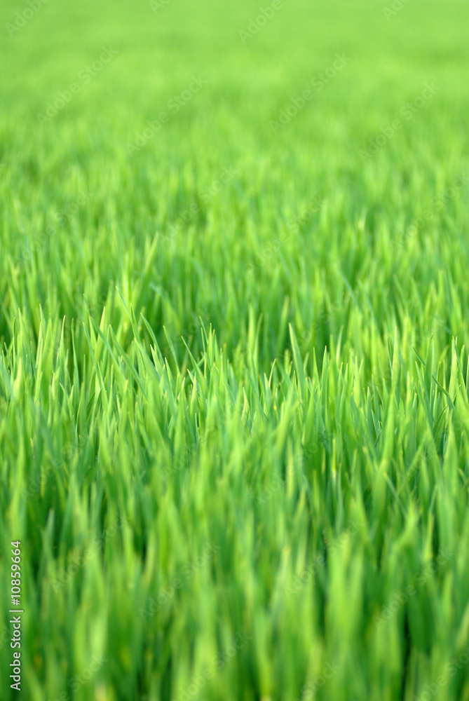 Fototapeta premium rasen, wiese, feld