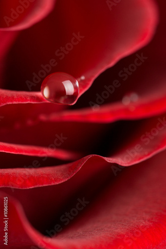 Fototapeta Naklejka Na Ścianę i Meble -  macro of red rose petals