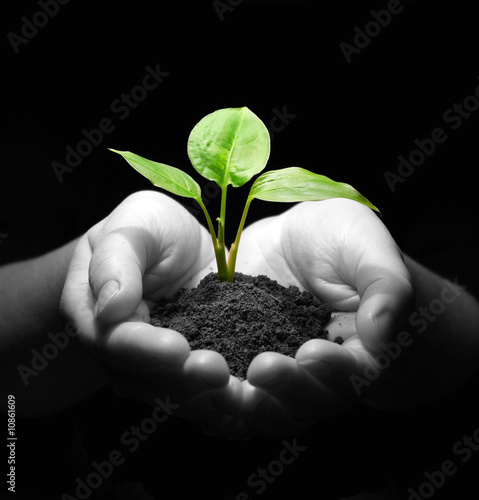 plant in hands photo