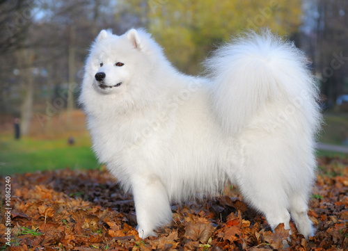 Photos samoyed dog - Juvenile Champion of Russia