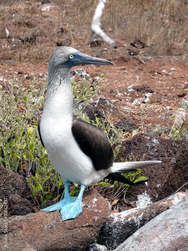 Blaufußtölpel photo