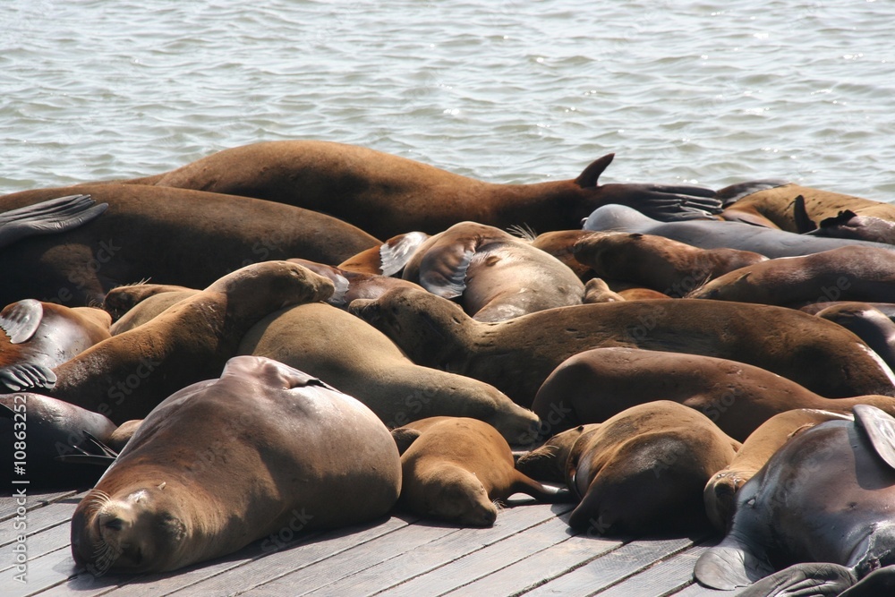 Fototapeta premium Seelöwen am Pier 39 in San Francisco, Kalifornien - USA