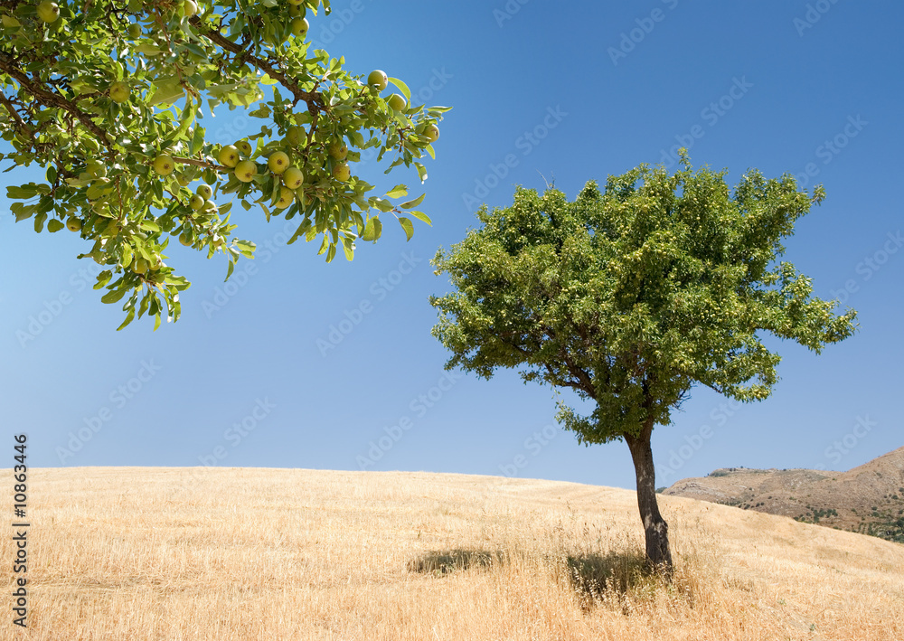 pear tree and frond with ripening fruits (horizontal pear tree and frond with ripening fruits (horizontal