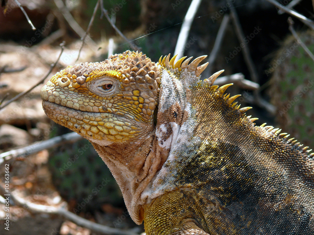 Obraz premium Iguana