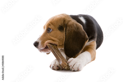 Fotografie Busy chewing