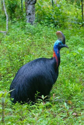 close up image of cassowary in green grass