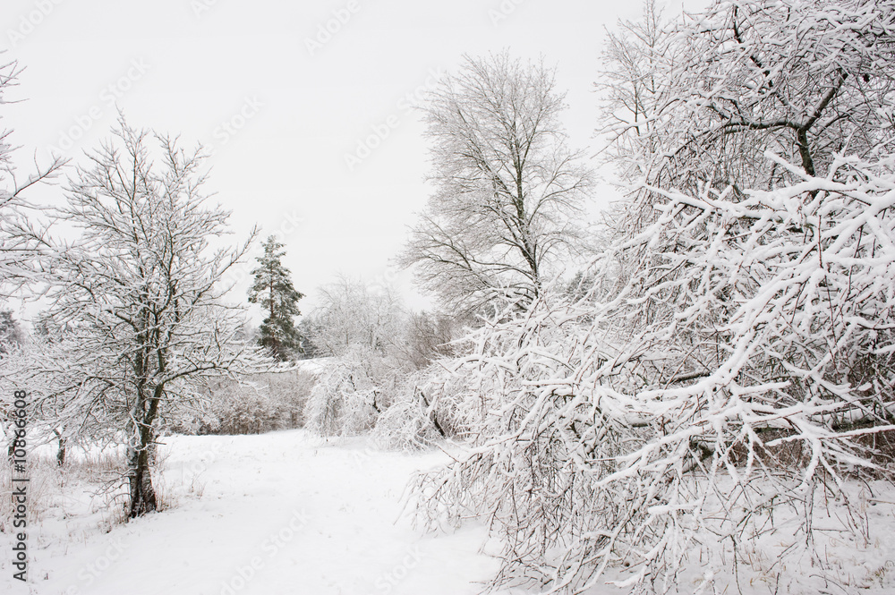 Obraz premium Winter landscape
