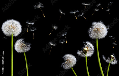 silhouettes of dandelions