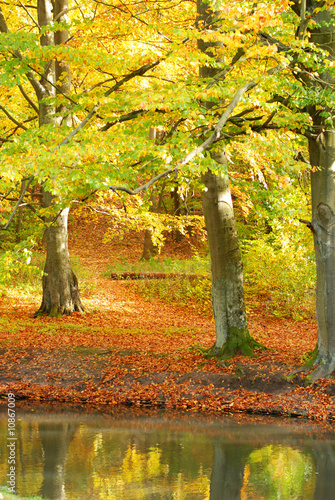 colorful tree - autumn scenery