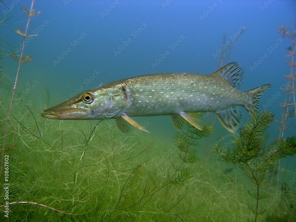 Pike in the lake
