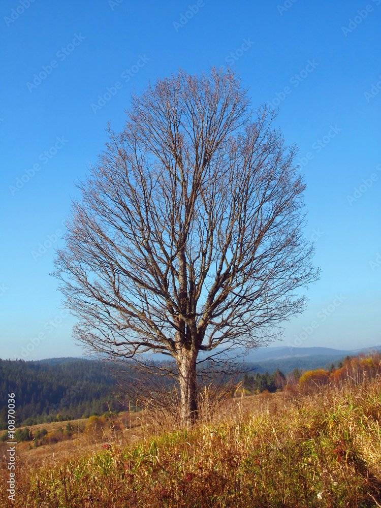 autumnal tree