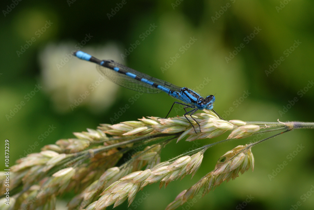libelle, insekt libelle, insekt
