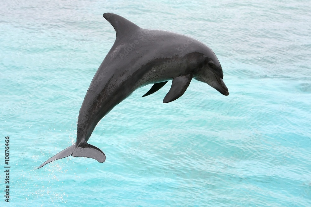 Obraz premium Dolphin Jump