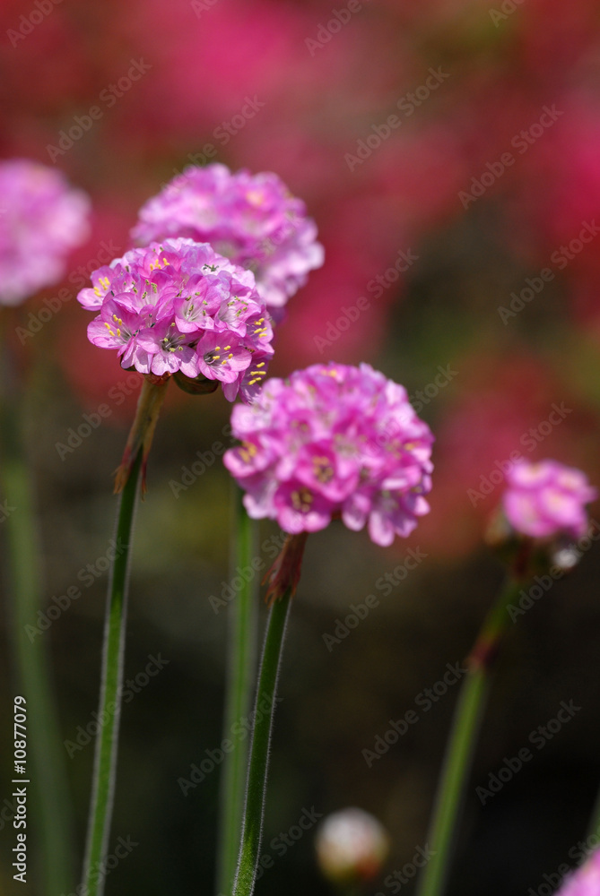Fototapeta premium blume, blüte, rot, rosa