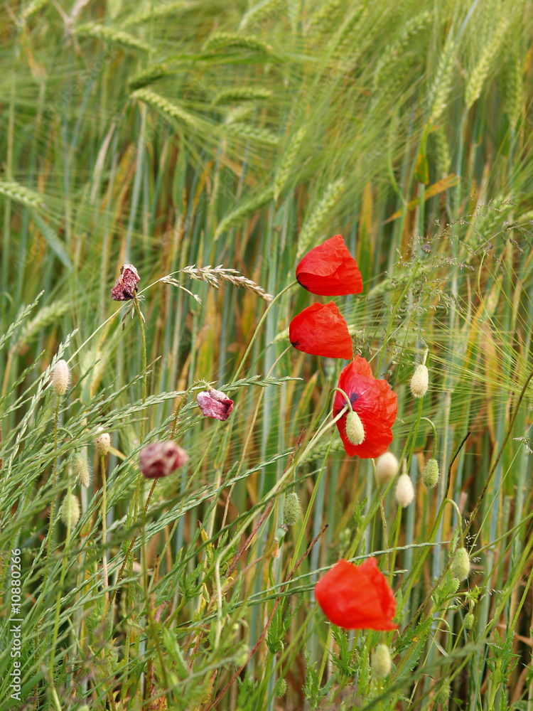 Fototapeta premium Klatschmohn