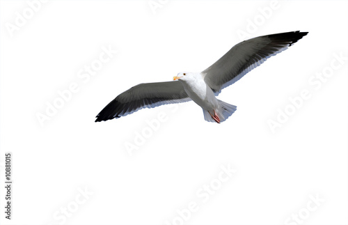 Seagull flying against the white background(isolated).