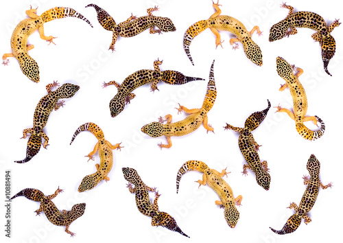gecko collage