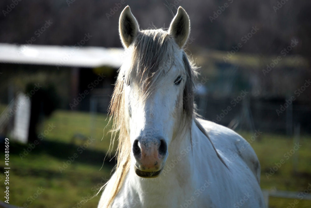 Obraz premium White Horse