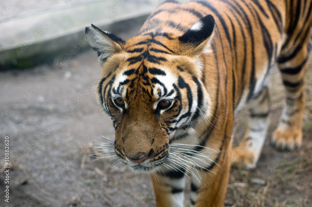 Fototapeta premium tiger