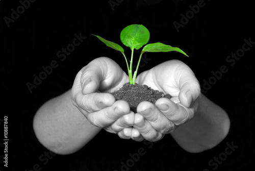 plant in hands