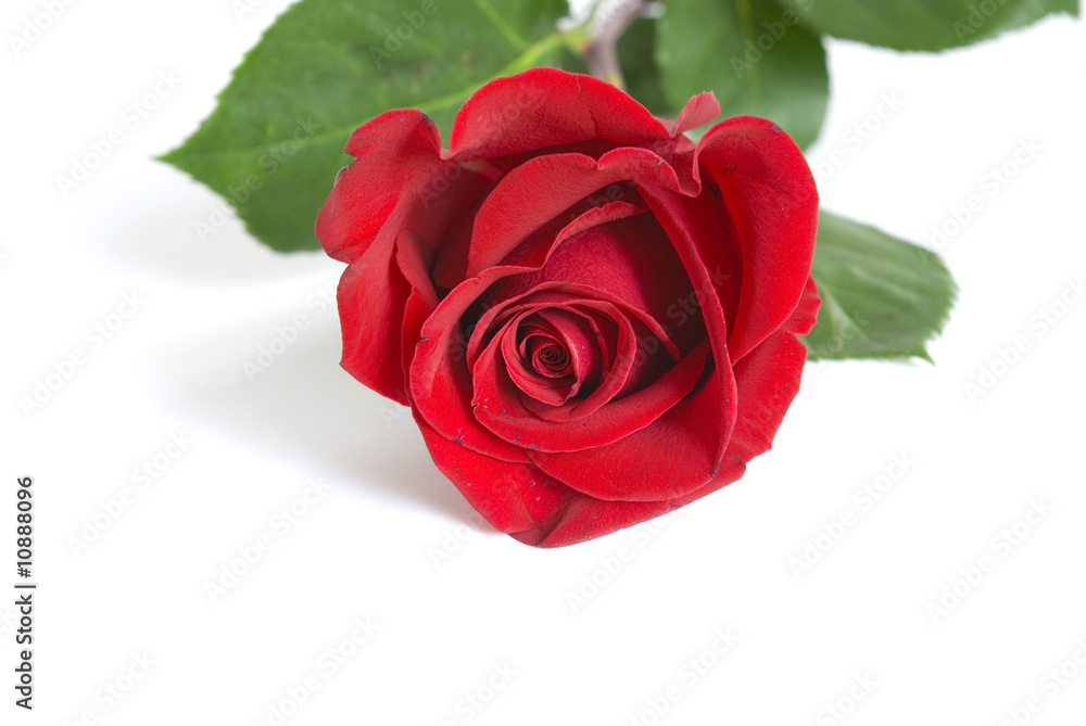 Naklejka premium rose