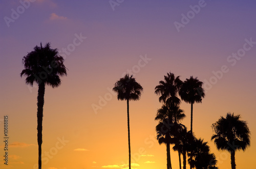 Palm Tree Silhouettes