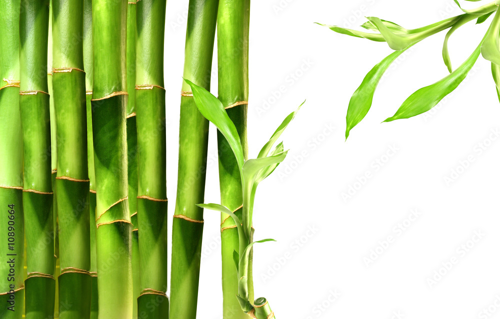 Obraz premium Pędy bambusa na białym tle