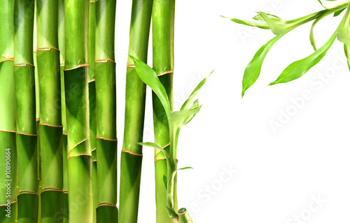 Bamboo shoots on white