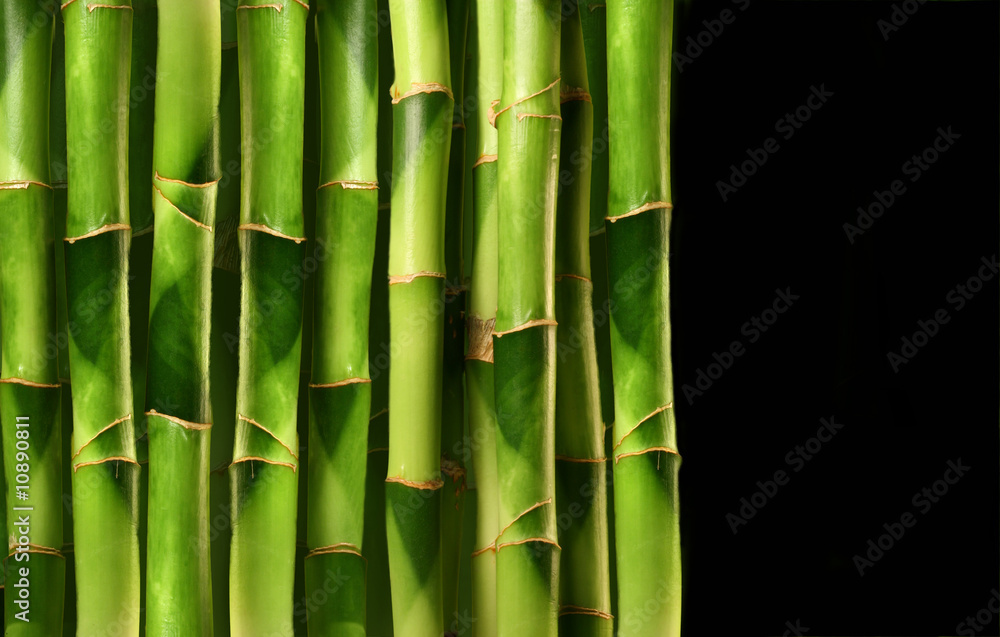 Fototapeta premium Bamboo shoots stacked side by side