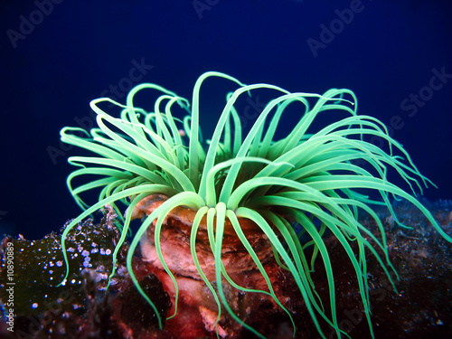 Fototapet Sea anemone